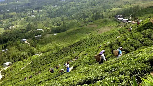 Ilam, Nepal: The Queen of Hills, Tea Gardens & Misty Mountain Beauty